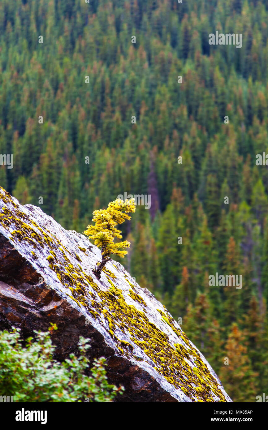 Ein winziges Neugeborenes Lärche Baum mit goldenen Kiefern Fichte wächst aus einem Felsen in der Höhe der Berge in den kanadischen Rockies Banff Nationa Stockfoto