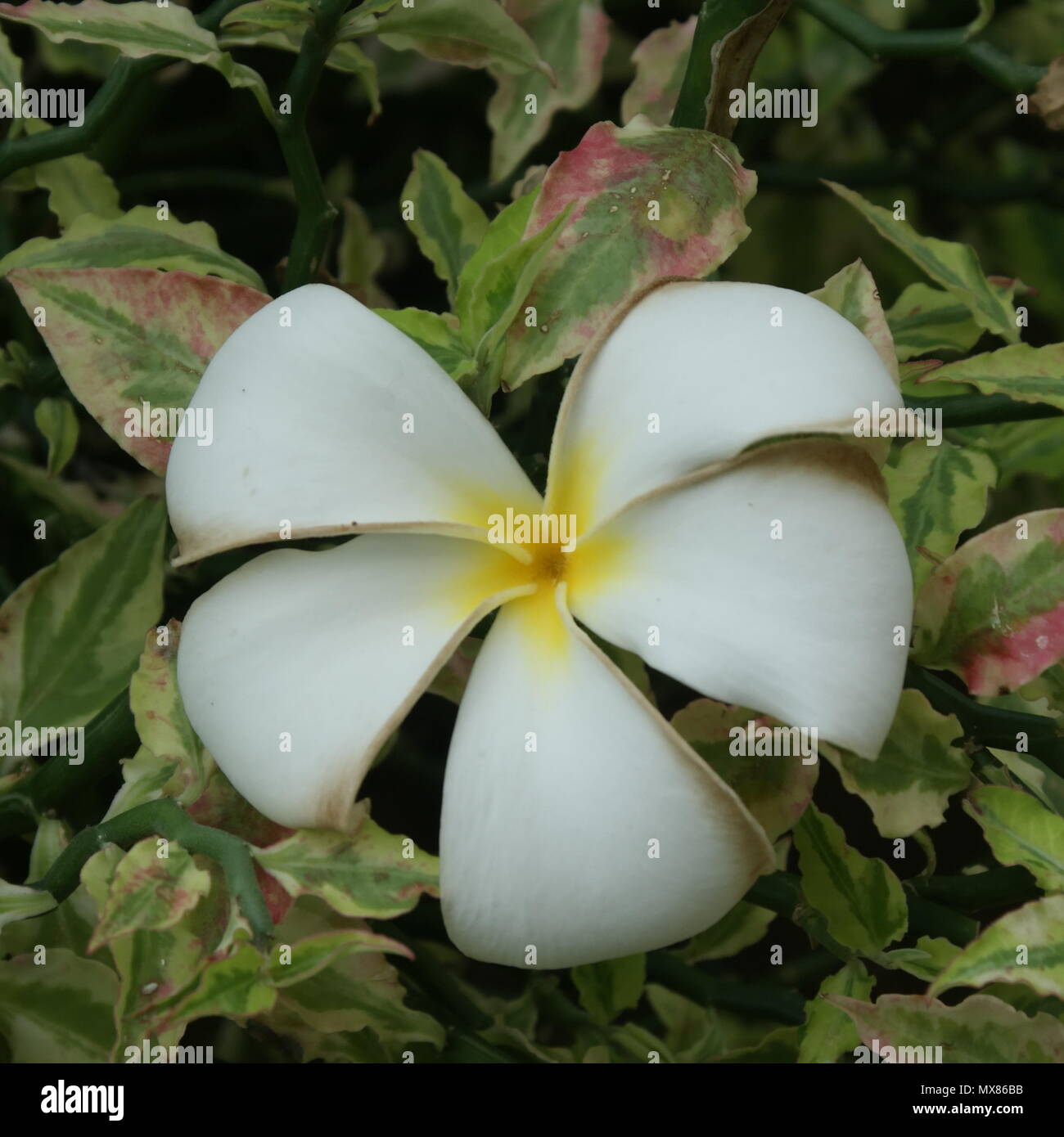 Tier und Natur Bilder aus der ganzen Welt. Kühe, Schnecken und Pflanzen Stockfoto