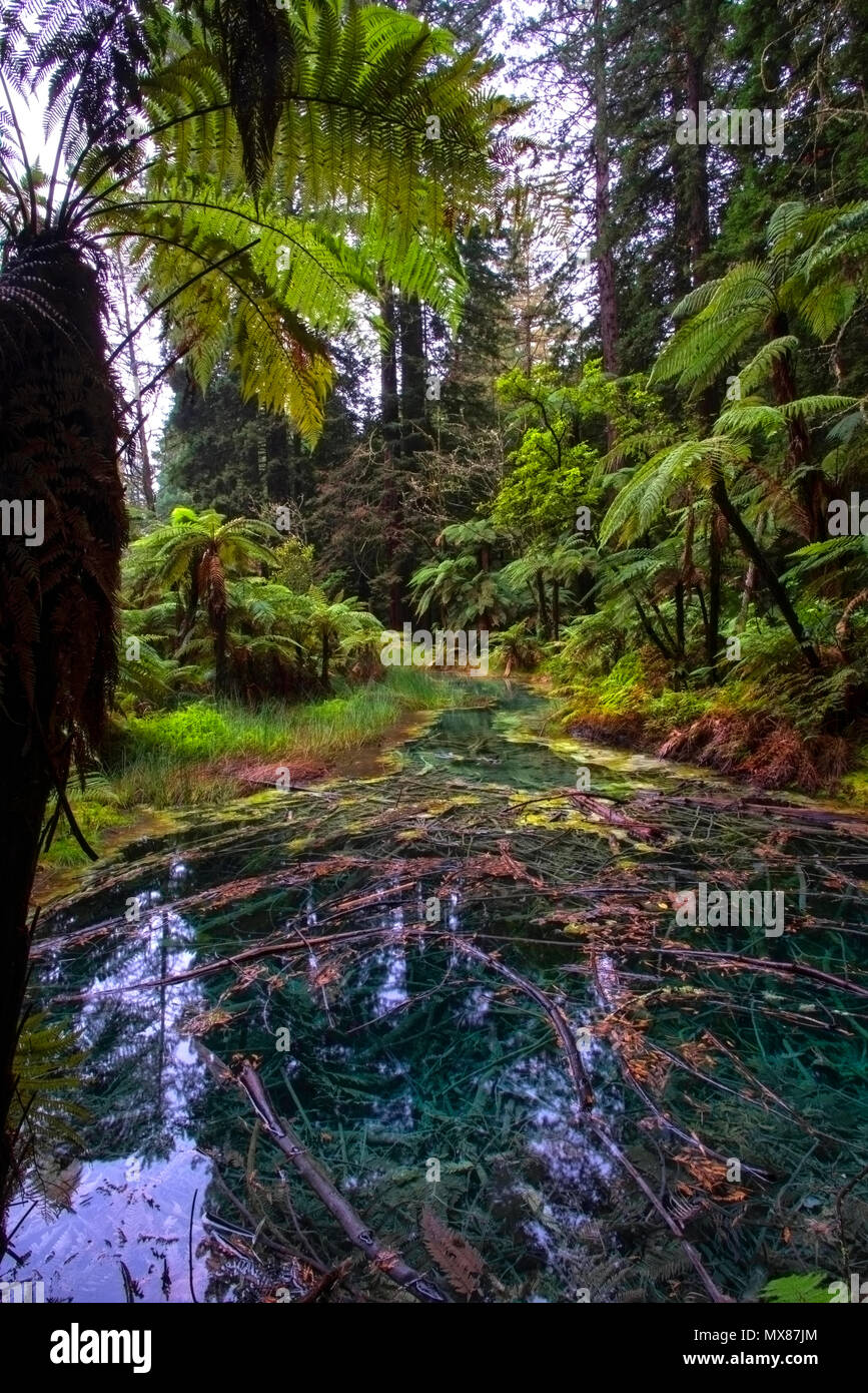 Whakarewarewa, ein rotes Holz Wald nur fünf Minuten südlich der Innenstadt von Rotorua, North Island, Neuseeland Stockfoto