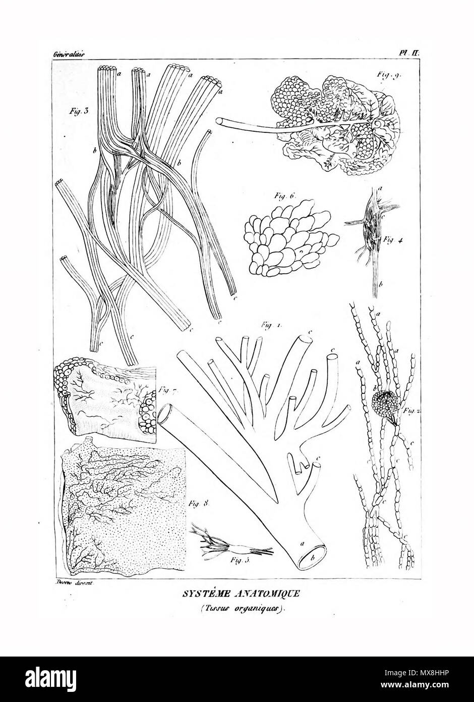 190 Encyclopédie méthodique-Systeme Anatomique, Pl 2 Stockfoto