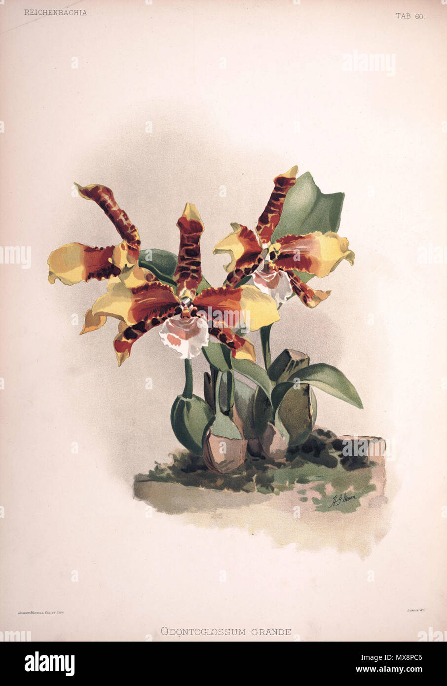 . Rossioglossum grande Syn.: Odontoglossum Grande. zwischen 1888 und 1894. H. Sotheran & Co., London (Editor) 220 Friedrich Sander - Reichenbachia II Platte 60 (1890) - Odontoglossum grande Stockfoto