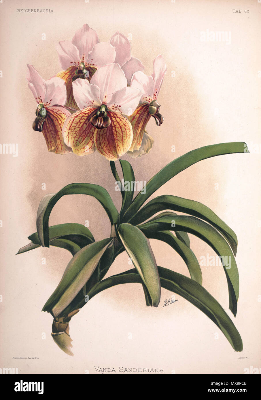 . Euanthe sanderiana Syn.: Vanda sanderiana. zwischen 1888 und 1894. H. Sotheran & Co., London (Editor) 220 Friedrich Sander - Reichenbachia II Platte 62 (1890) - Vanda sanderiana Stockfoto