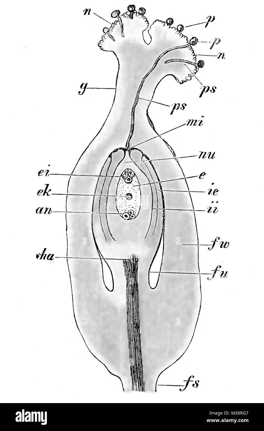 English Fruchtknoten Von Fallopia Convolvulus 5 6 Der Befruchtung Fs Stielartige Grundlage Desselben Fu Funiculus Cha