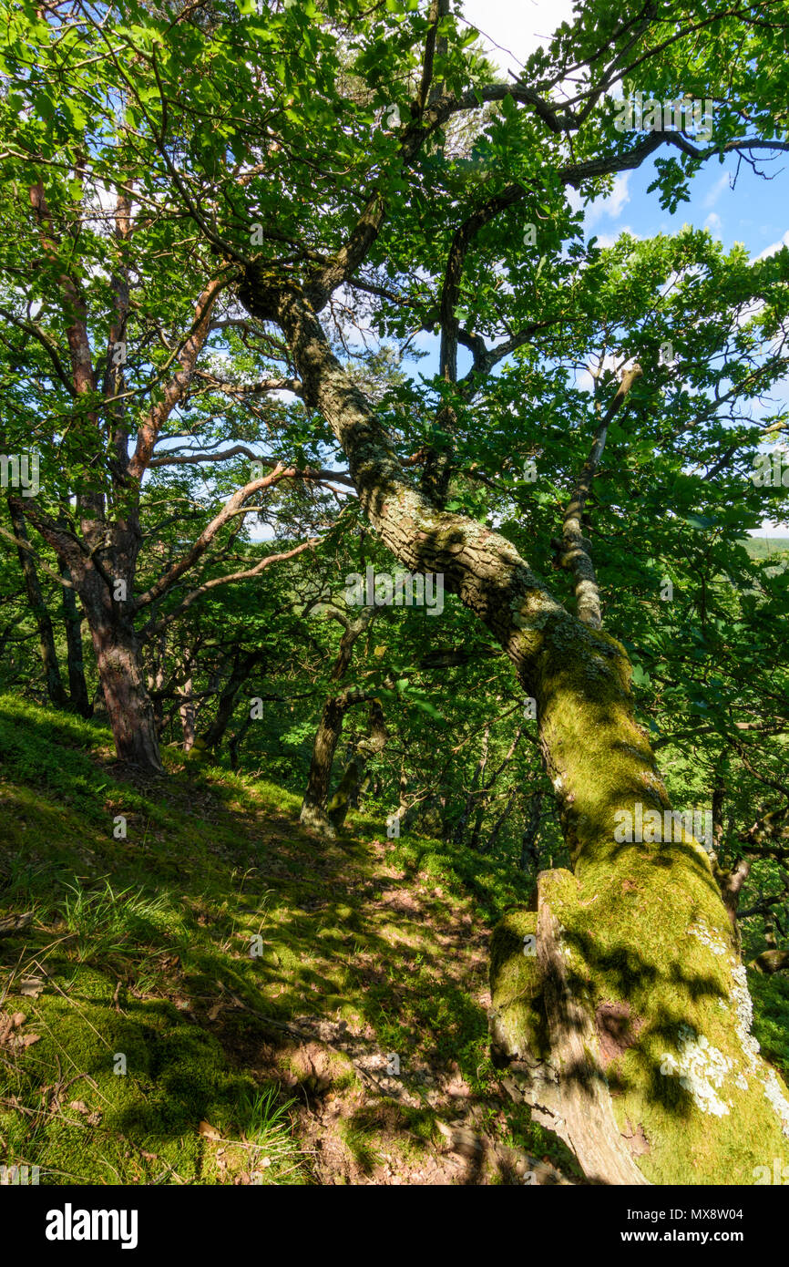 Steinberg-Dörfl: Eichenwald, krumm gebogen Bäume, Dschungel, natürlichen Wald, am Hang des Berges Burgstallberg in Österreich, Burgenland, Mittelburgenland Stockfoto