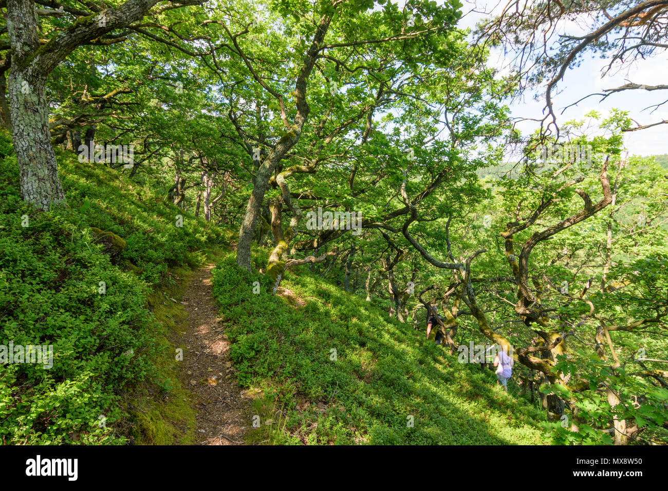 Steinberg-Dörfl: Eichenwald, krumm gebogen Bäume, Dschungel, natürlichen Wald, am Hang des Berges Burgstallberg, Wanderer in Österreich, Burgenland, Mittelburge Stockfoto