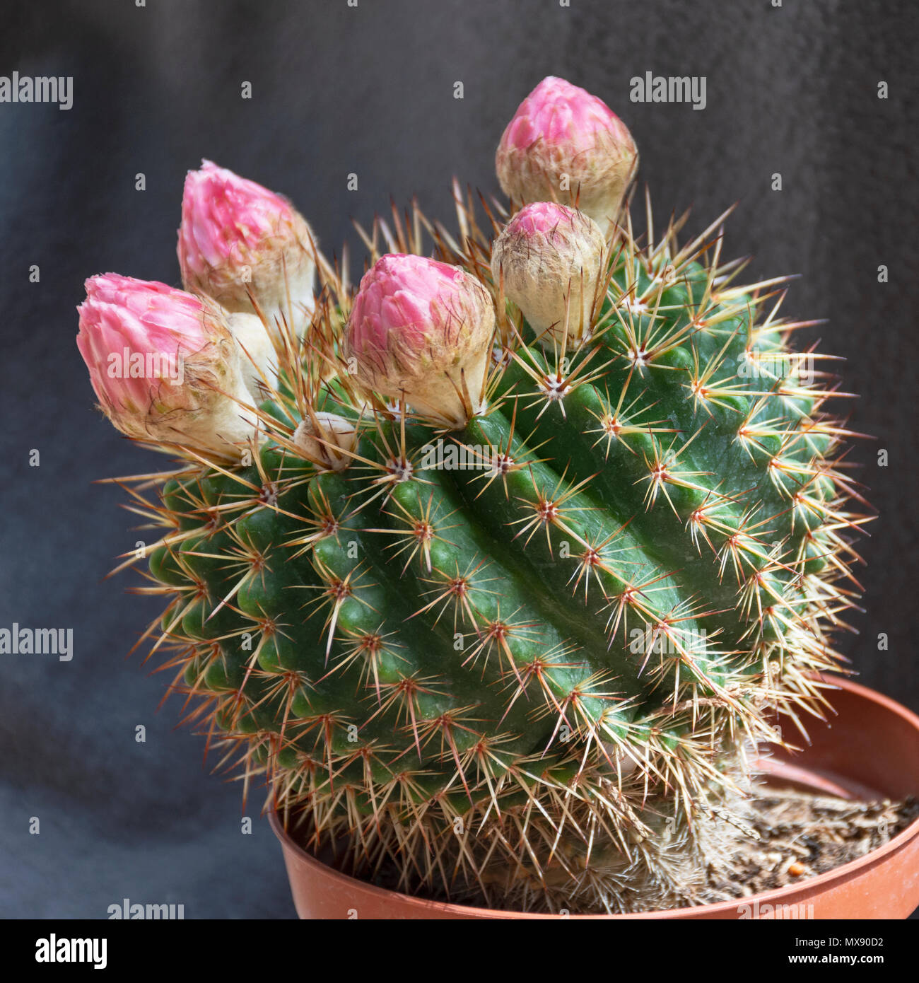 Rosa Blte miniatur Kugel Kaktus mit Knospen in einem 4 Zoll pot  Stockfotografie - Alamy