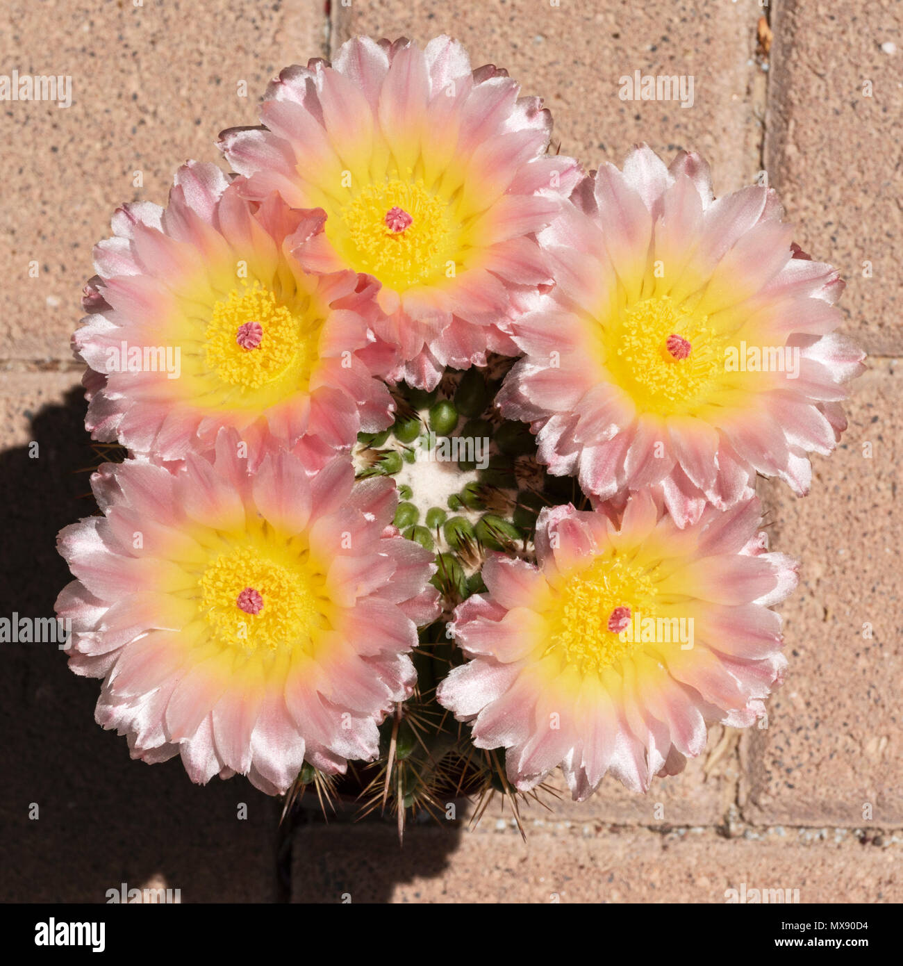 Schöne rosa und gelb blühende parodia Kugel Kaktus mit einem Cluster von Fünf perfekte Blumen Stockfoto