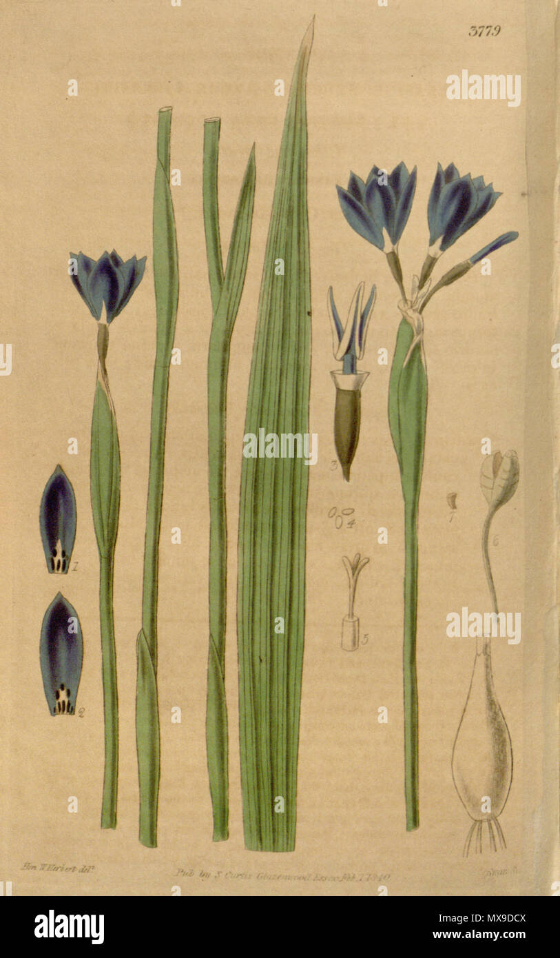 . Abbildung: Gelasine elongata. 1840. Walter Hood Fitch (1817-1892) Del., Swan sc. 237 Gelasine elongata Stockfoto