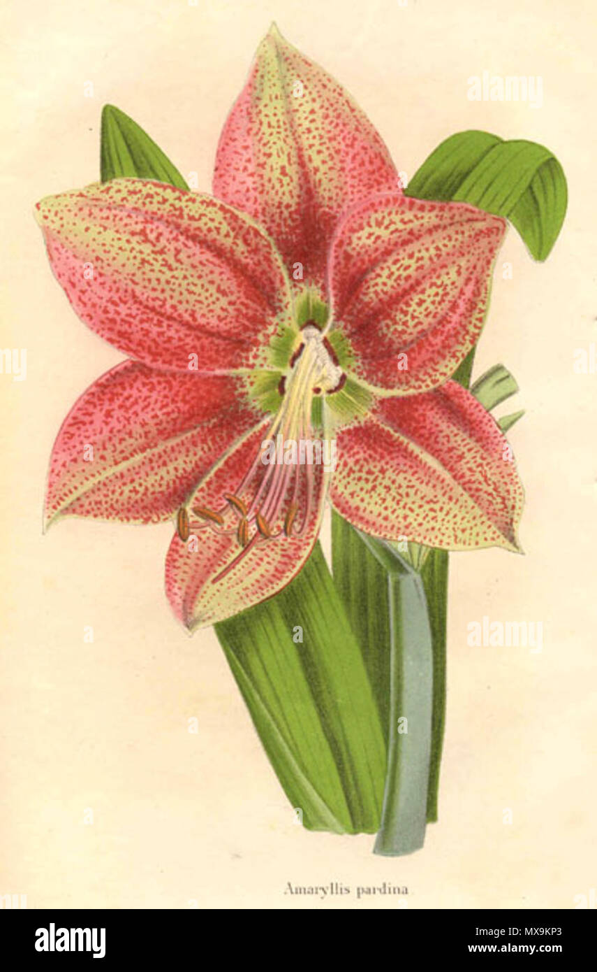 . Hippeastrum pardinum. 1867. Charles Jacques Édouard Morren 280 Hippeastrum pardinum 1. Stockfoto