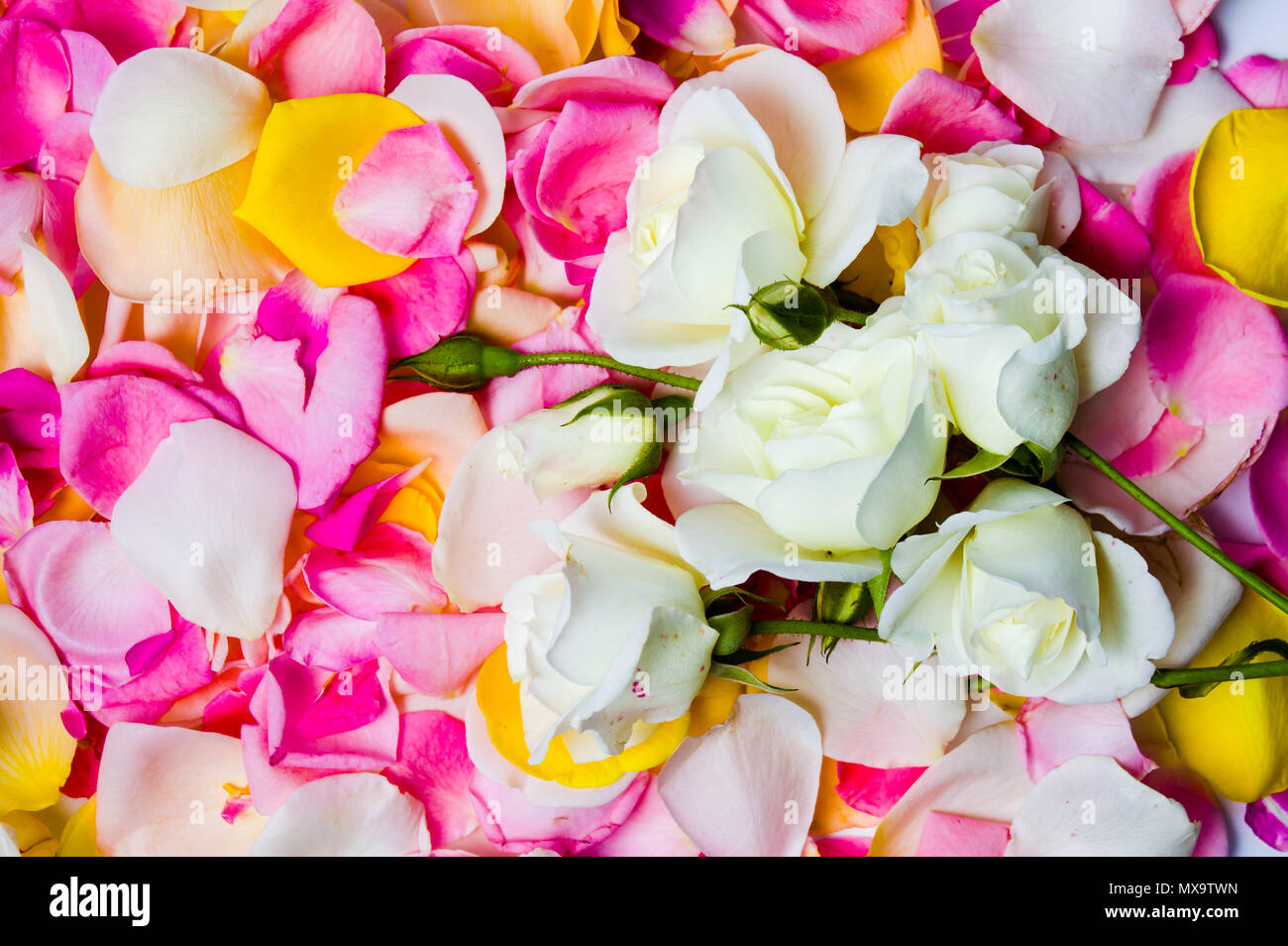 Bunte Rosenblätter Hintergrund Muster Nahaufnahme Stockfoto