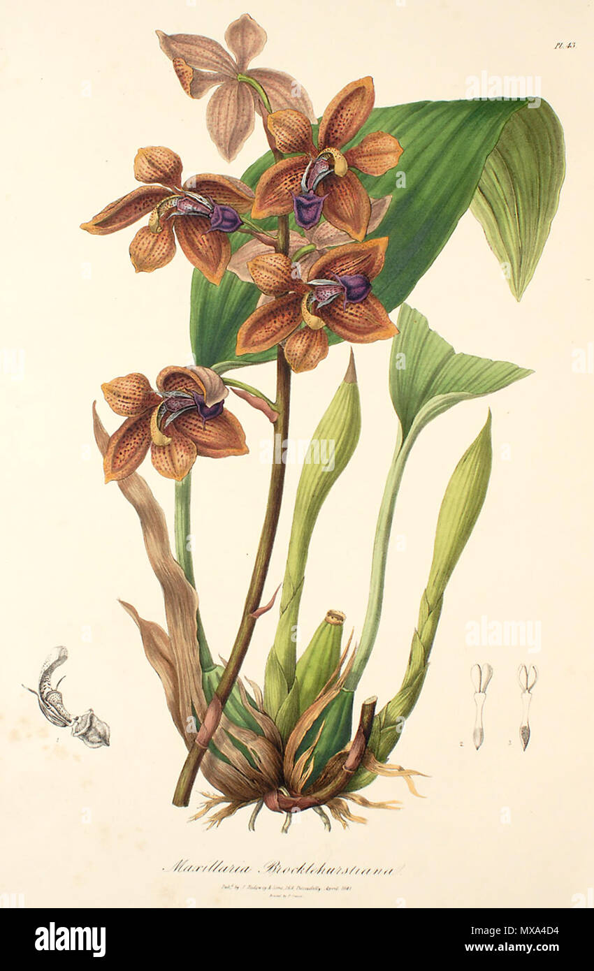 . Abbildung: Houlletia brocklehurstiana (syn. Maxillaria brocklehurstiana). 1838. Diese Platte nicht unterzeichnet 286 Houlletia brocklehurstiana (als Maxillaria brocklehurstiana) - Sertum-Lindley pl. 43 (1838) Stockfoto