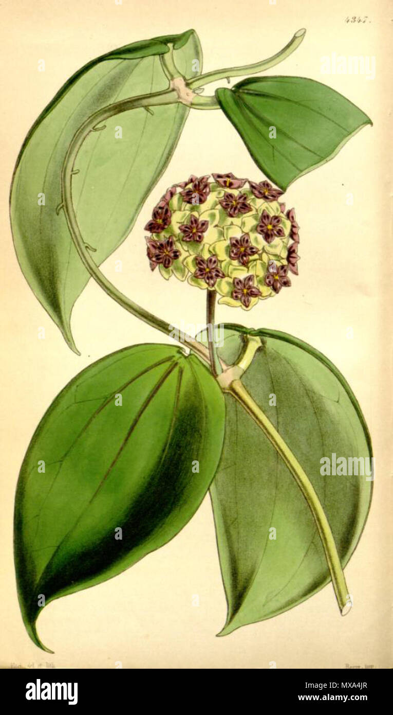 . Abbildung: Hoya cinnamomifolia. 1848. William Jackson Hooker (1785-1865) 286 Hoya cinnamomifolia Stockfoto