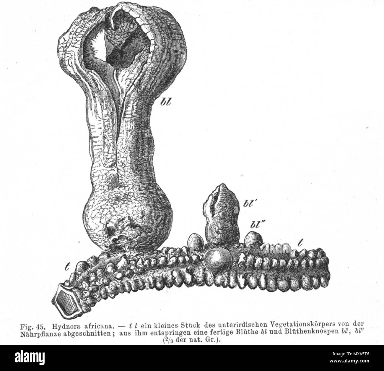 . Hydnora Africana. t t = kleines Stück des unterirdischen Vegetationskörpers von der Nährpflanze abgeschnitten. Aus ihm entspringen eine fruchtbare Blüte (Bl) und Blütenknospen (Bl, Bl). /Tt = kleine Teil der unterirdischen Teil der Anlage. BL = offene Blume, bl, bl = Blütenknospen. 13. März 2008. Julius Sachs (1832-1897) 290 Hydnora africana Sachs Stockfoto