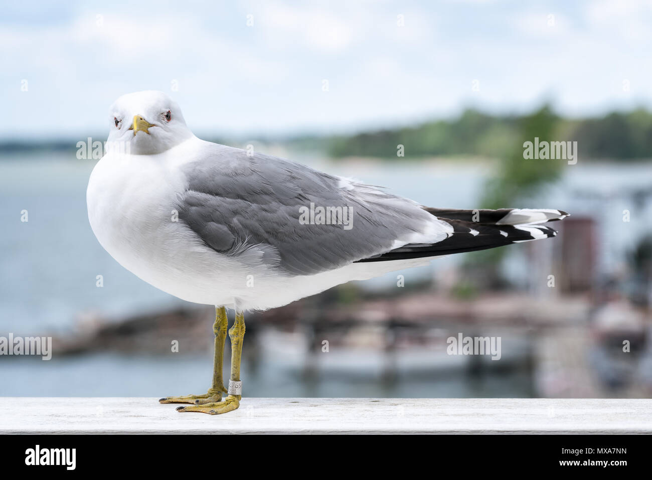 Beringt Sturmmöwe in Helsinki, Finnland Stockfoto