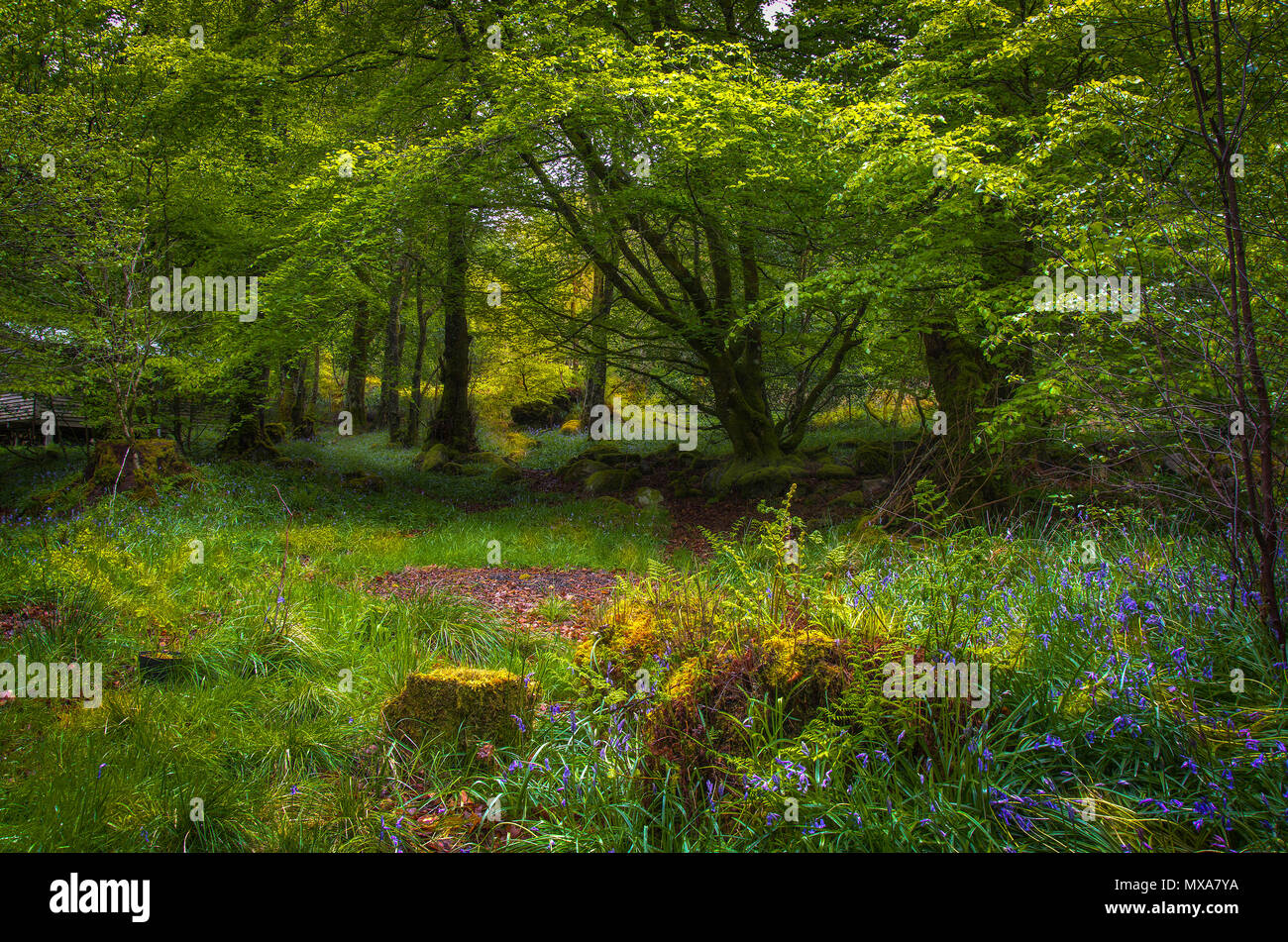 Bezaubernde Fairy Glen in Schottland Sonne, die in der Öffnung in den Wald. Sonnenlicht durch Bäume auf der Wiese. Stockfoto
