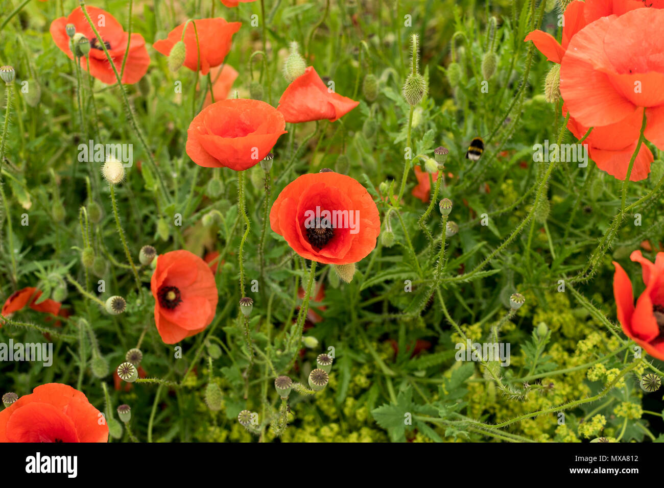 Mohn Blumen in Roeselare Stockfoto