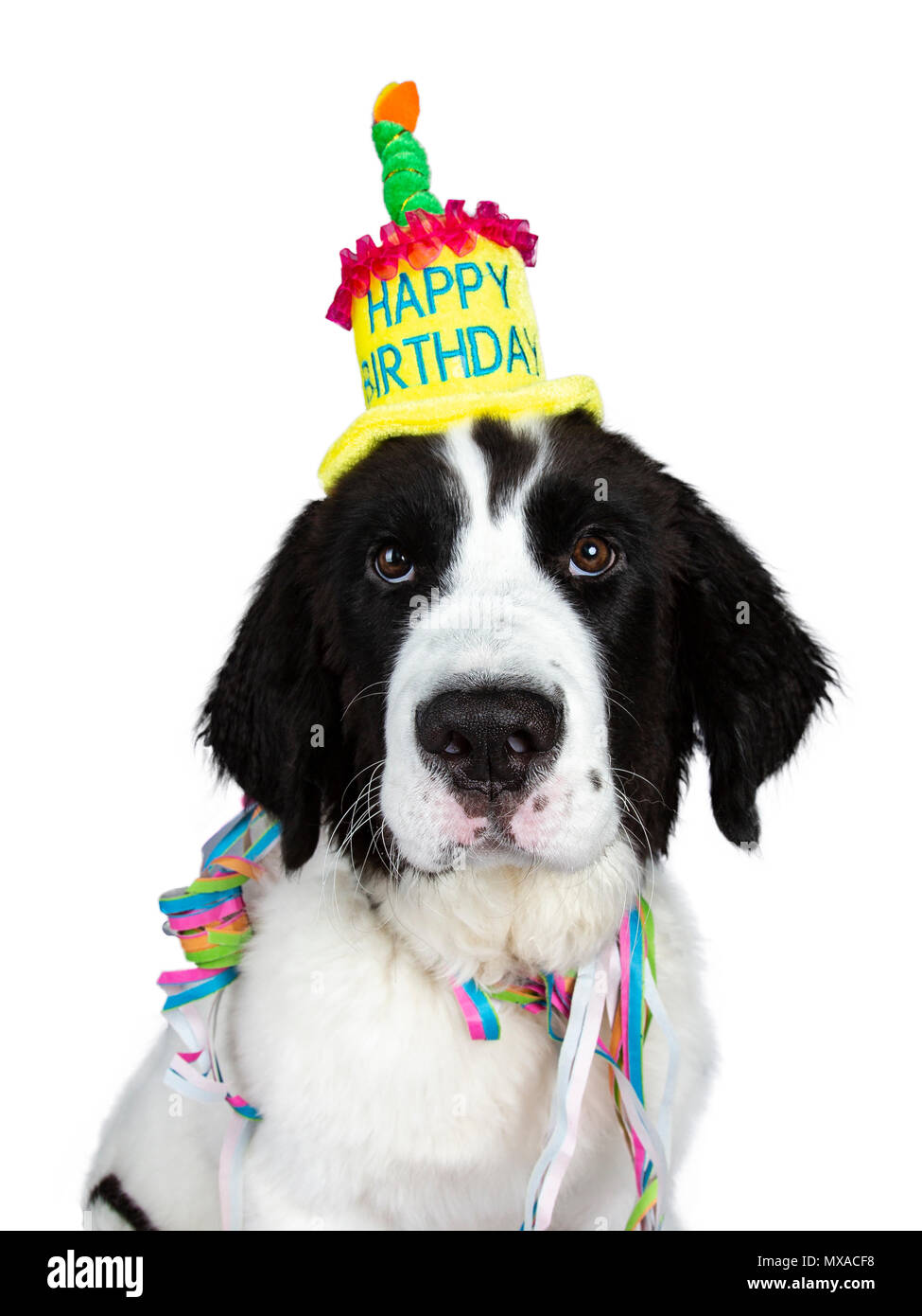 Lustig Kopf geschossen von Schwarzen und Weißen Landseer Welpe Hund tragen Geburtstag hat und Girlanden auf weißem Hintergrund an Kamera suchen isoliert Stockfoto