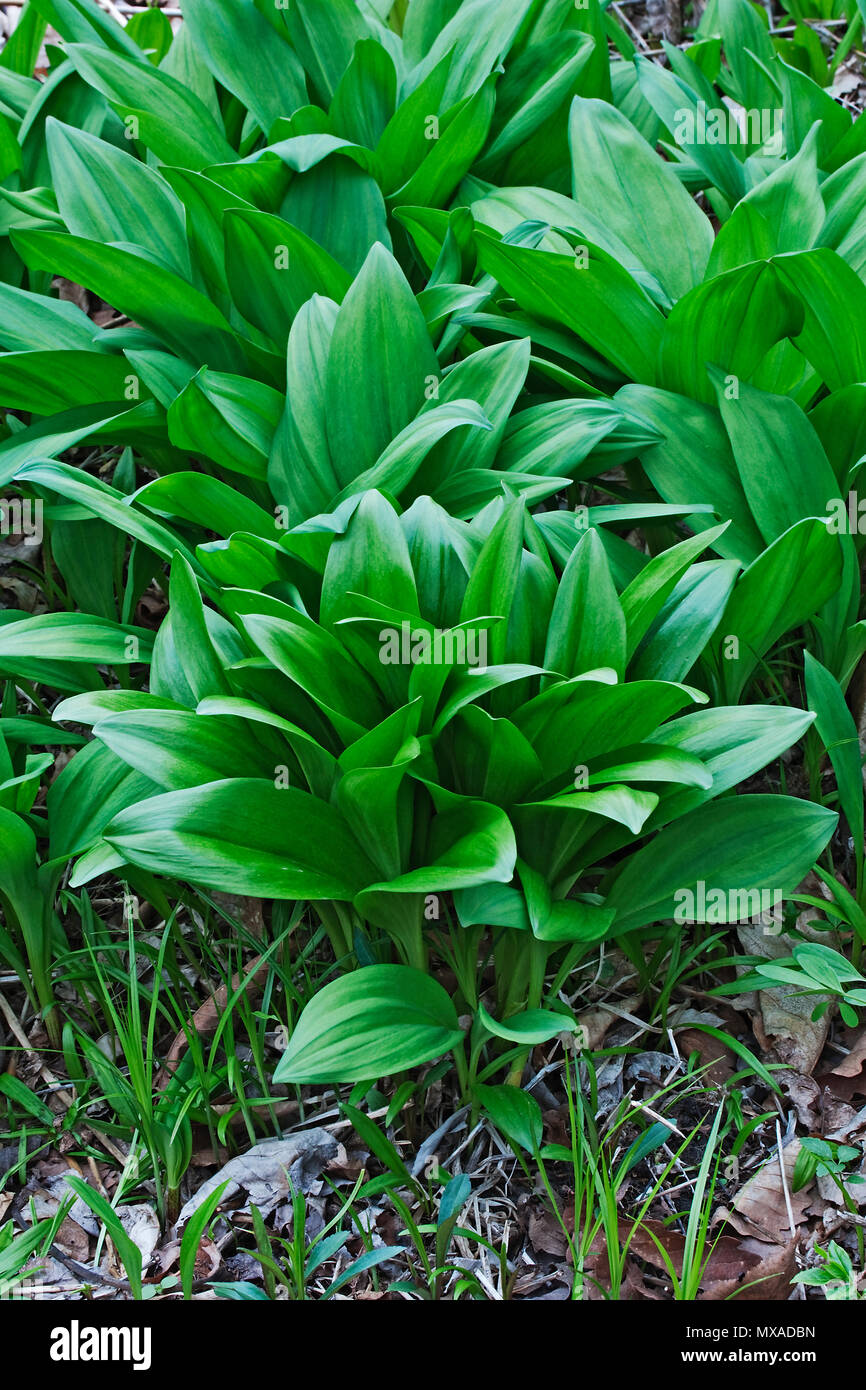 Bärlauch (Allium ursinum). Auch bekannt als Buckrams, Bärlauch, Breitblättrigen Knoblauch, Bärlauch, Bär Lauch und Bärlauch. Stockfoto