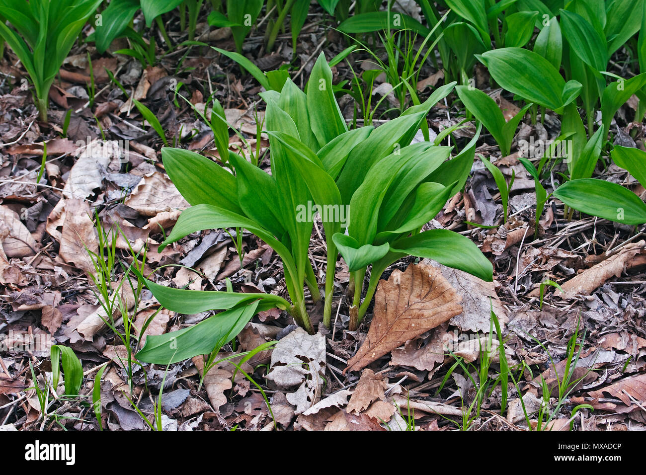 Bärlauch (Allium ursinum). Auch bekannt als Buckrams, Bärlauch, Breitblättrigen Knoblauch, Bärlauch, Bär Lauch und Bärlauch. Stockfoto