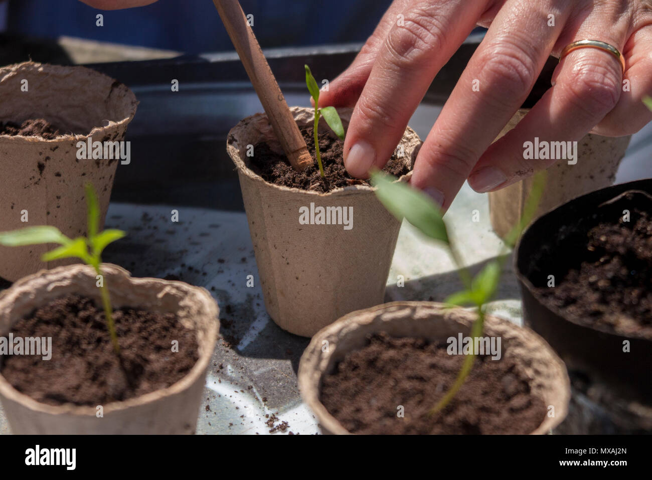 Ein Gärtner heraus stechen (oder Blumenerde) Sämlinge in Pappe Blumentöpfe auf zu wachsen Stockfoto