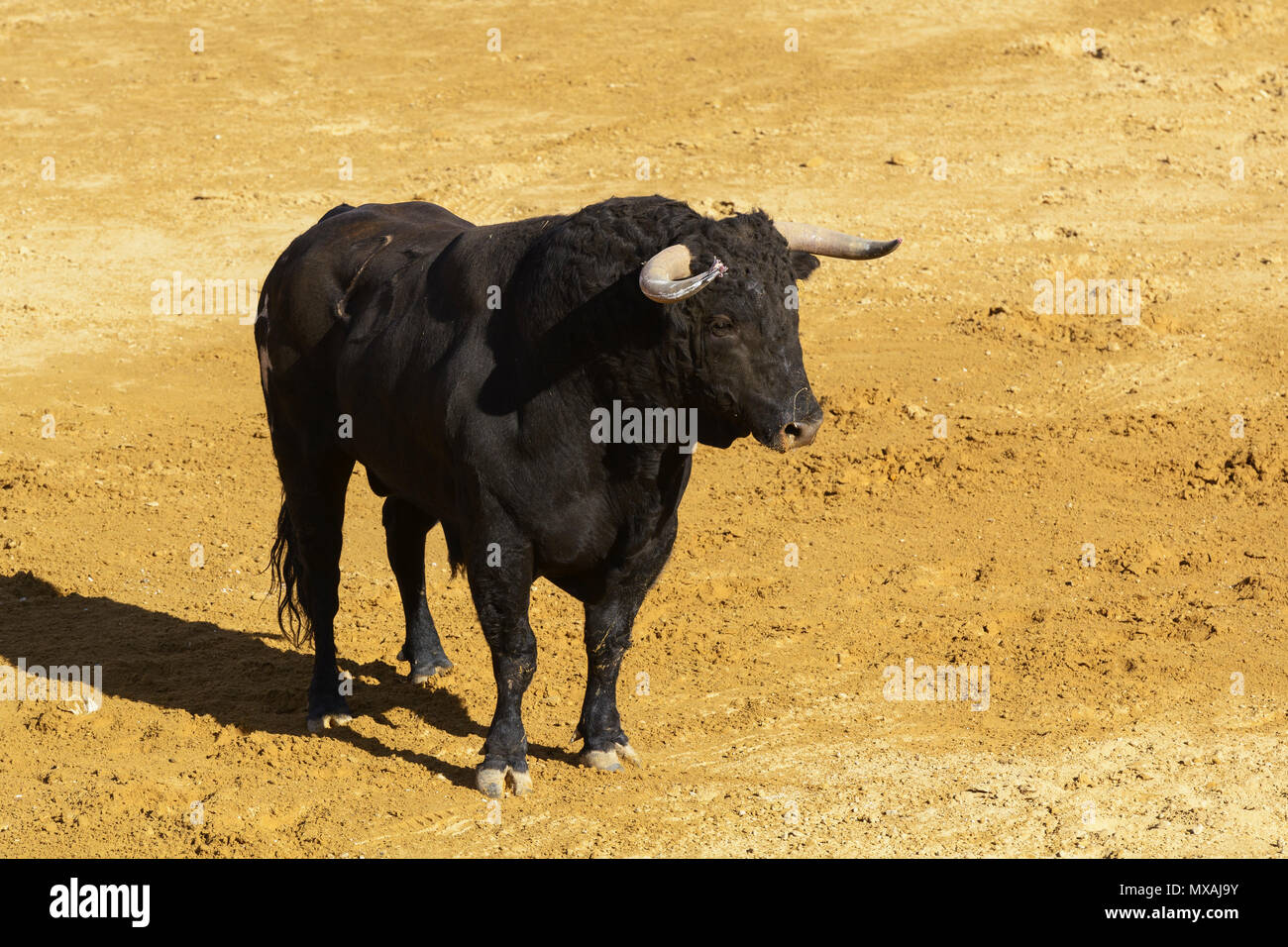 Bekämpfung der Stier in der Arena der eine Stierkampfarena. Spanien Stockfoto