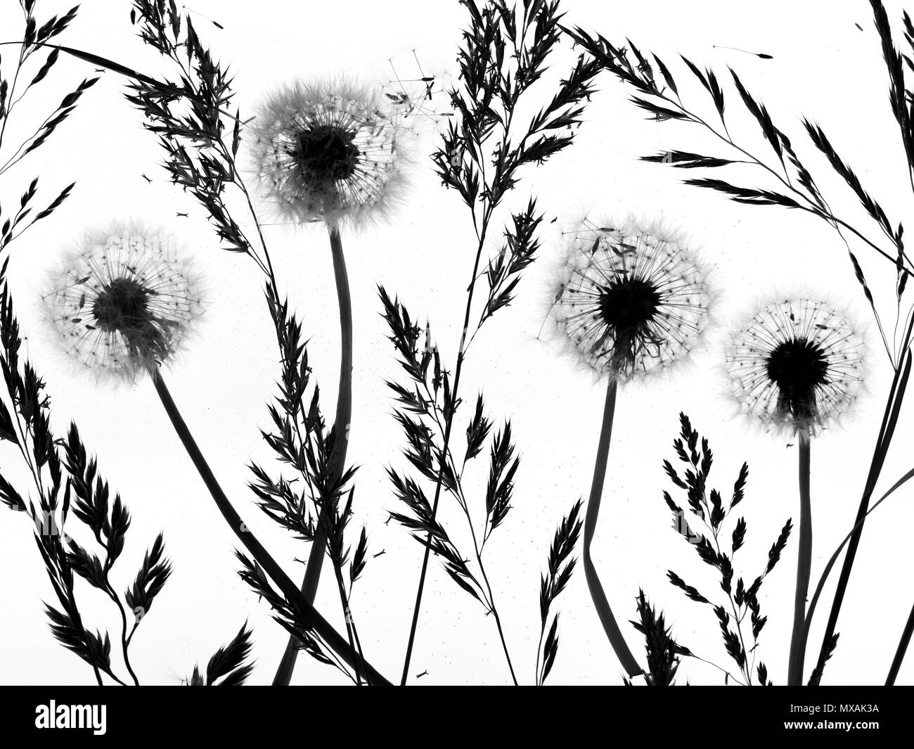 Eine Montage des Löwenzahns Taxaxacum officinale seedheads und Gräser Stockfoto