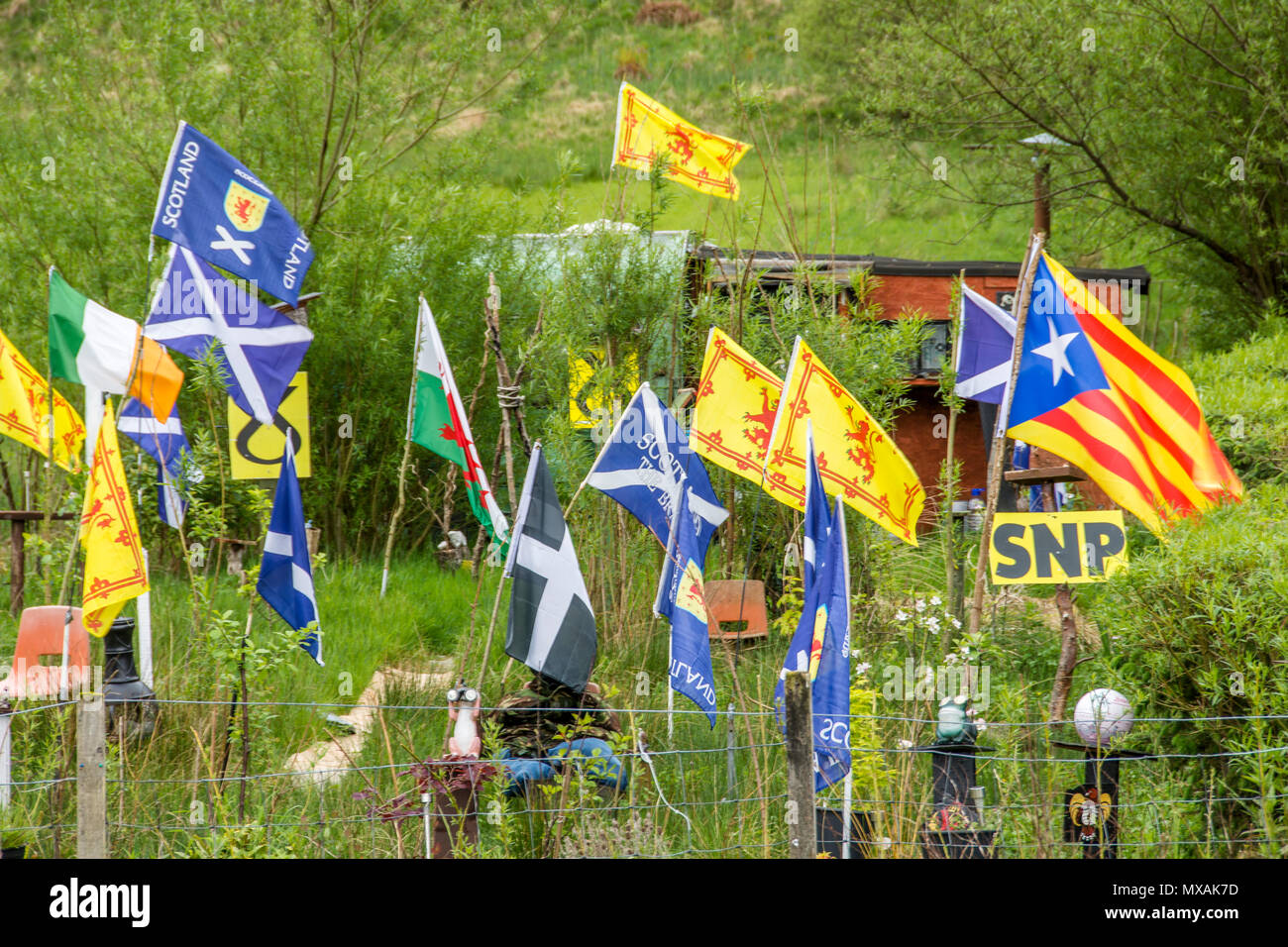 SNP-Flagge in Schottland mit National Flagge im Garten. Stockfoto