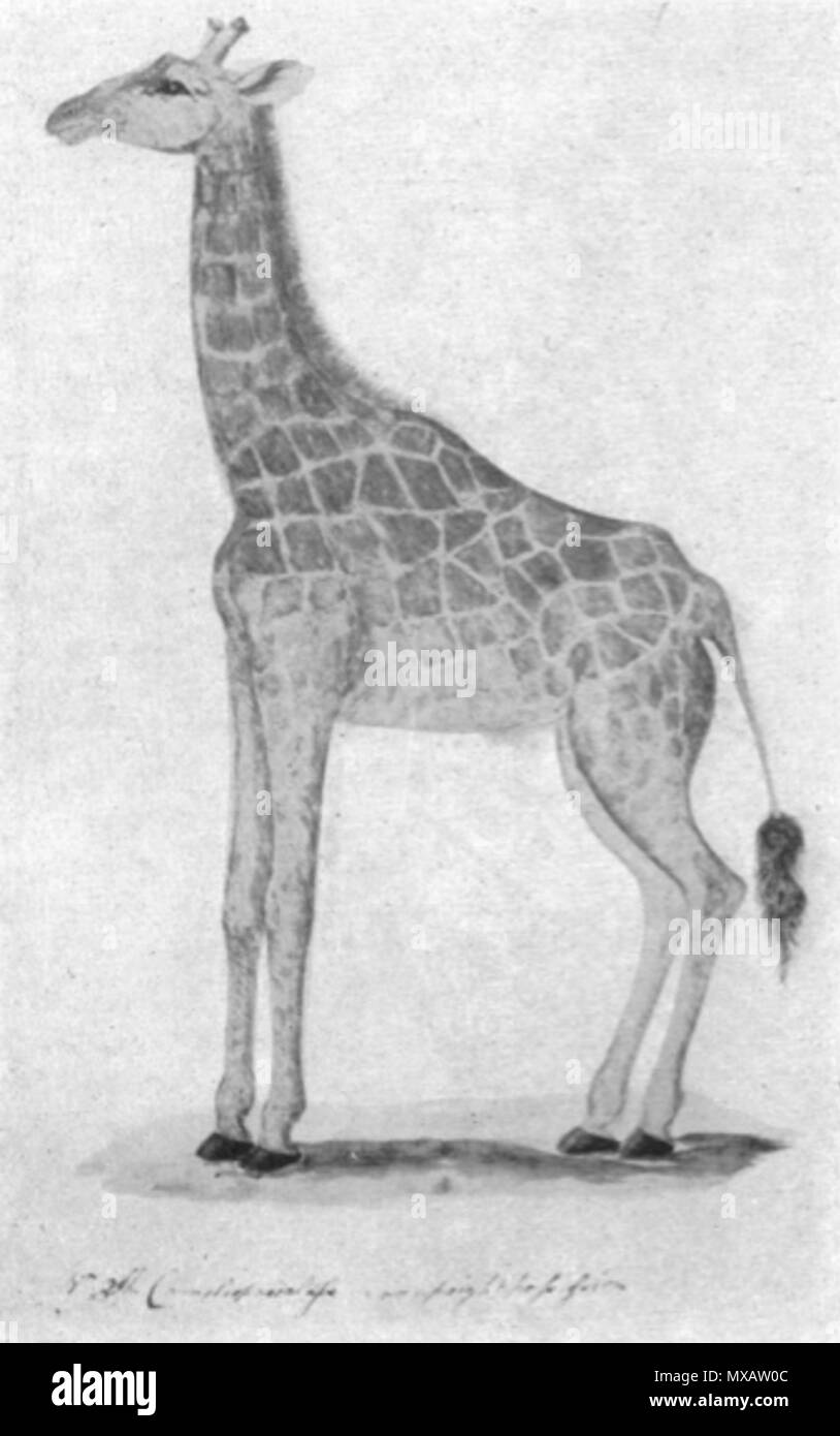 Englisch John Hunter S Giraffe C 1780 Die Ursprungliche Wasser Farbe Paintig Ist Unter Das Hunterian Zeichnungen