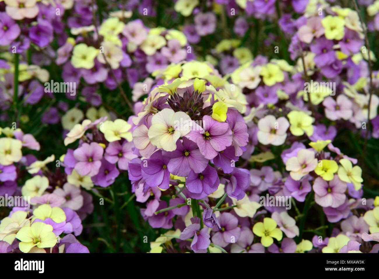 Erysimum Pflanzenwelt Zitrone ewige Mauerblümchen lila lila gelb Blumen Stockfoto