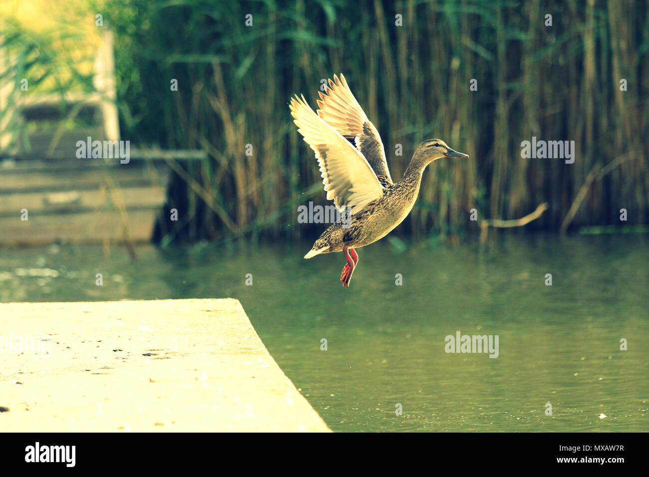 Ein fliegen weibliche Ente nur sprang von dem kleinen konkreten Dock. Stockfoto