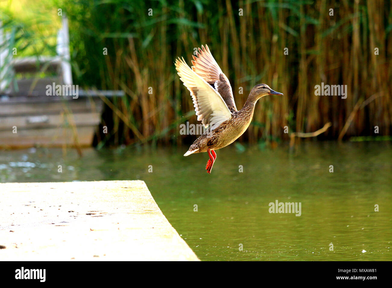 Ein fliegen weibliche Ente nur sprang von dem kleinen konkreten Dock. Stockfoto