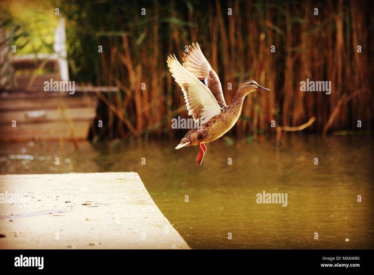 Ein fliegen weibliche Ente nur sprang von dem kleinen konkreten Dock. Stockfoto