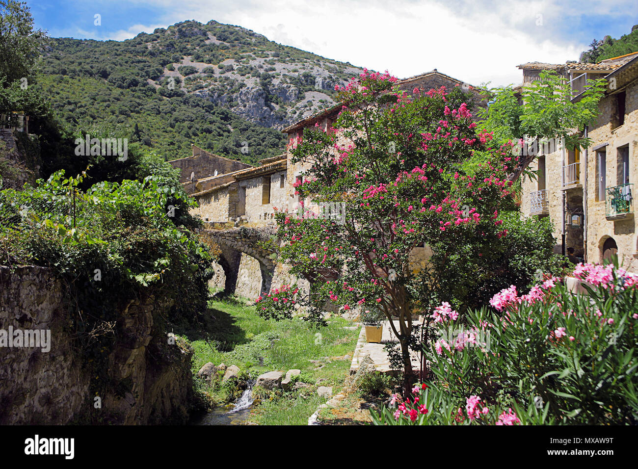 Blühende Sträucher durch die verdus Stream im unteren Teil der mittelalterlichen Dorf Saint-Guilhem-le-Désert, Hérault, Royal, Frankreich Stockfoto