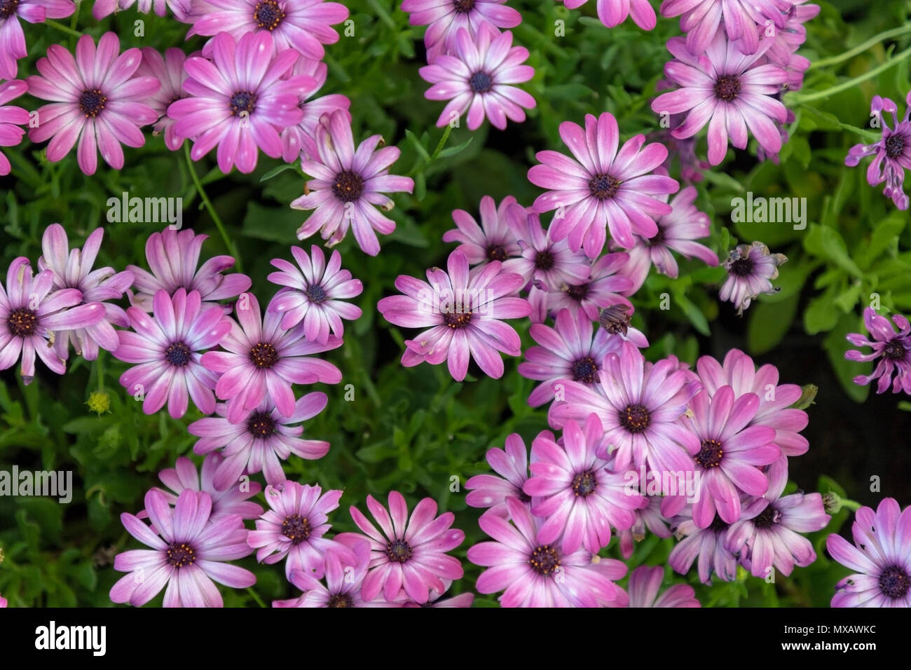 Lila osteospermum Gänseblümchen im Garten Stockfoto