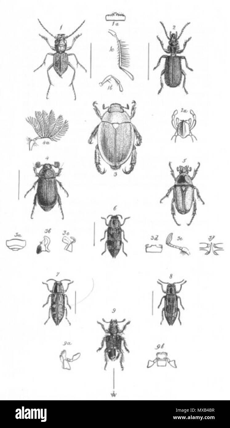 . Megacephala australasiae Hoffnung = Megacephala australasiae Hoffnung, 1842 (1a-c: mundwerkzeuge) Aenigma cyanipenne Hoffnung Var. = Helluonidius cyanipennis (Hope, 1842) (2a: mundwerkzeuge) Calloodes Calloodes grayianus grayianus Weiß = Weiß, 1845 (3a: Spitze des Abdomens von ventral, 3b-d: mundwerkzeuge, 3e: Antenne, 3f: brustbein von ventral) Biphyllocera Biphyllocera kirbyana kirbyana Weiß = Weiß, 1841 (4a: Antenne) (Cetonia Diaphonia) Diaphonia notabilis notabilis Weiß = Weiß, 1846 = Weiß elegantula Stigmodera Castiarina coccinata (Hope, 1843) Stigmodera erythrura Weiß = Diadoxus erythrurus (Weiß 1846). Stockfoto