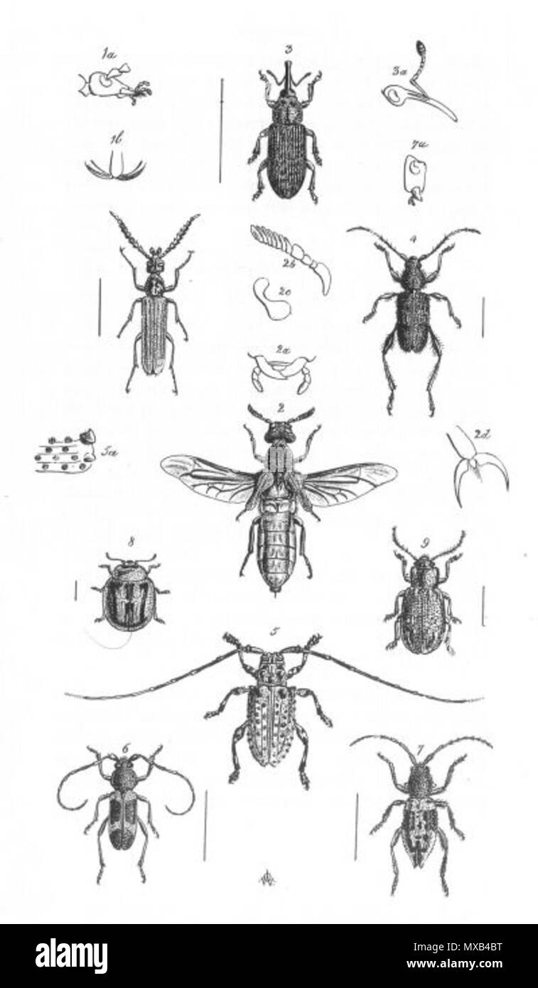 . Weiß = Palaestrida Palaestrida bicolor bicolor Weiß, 1846 (1a: Kopf von lateral, 1b: pretarsus) Sitarida Sitarida hopei hopei Weiß = Weiß, 1846 (2a: mundwerkzeuge, 2b: Antenne, 2 c: Auge Form, 2d: pretarsus) Tranes vigorsii (Hoffnung) Schoenh. = Tranes vigorsii Boheman in Schönherr, 1843 (3a: Kopf von lateral) Clytus (Obrida) Obrida fascialis fascialis Weiß = Weiß, 1846 = Callipyrga Callipyrga turrita Nemmon turrita Newman, 1842 (5a: Äußere vordere Ecke der Flügeldecken) Cyclodera quadrinotata Weiß = Purpuricenus quadrinotatus (Weiß, 1846) Microtragus senex Weiß = Microtragus senex (Weiß, 18. Stockfoto