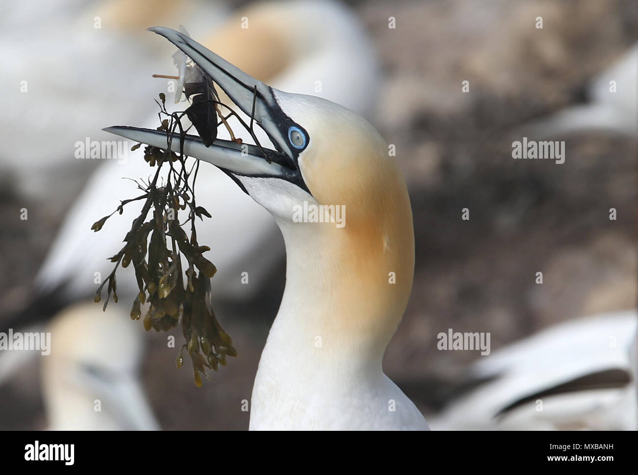 Eine nördliche Gannett nimmt Algen am Bass Rock in der Firth-of-Forth, wo Tausende von das Meer Vögel sammeln, Nistmaterial, wie Sie für die neue Saison vorbereiten, bilden die größte Insel Kolonie Basstölpel in der Welt. Stockfoto