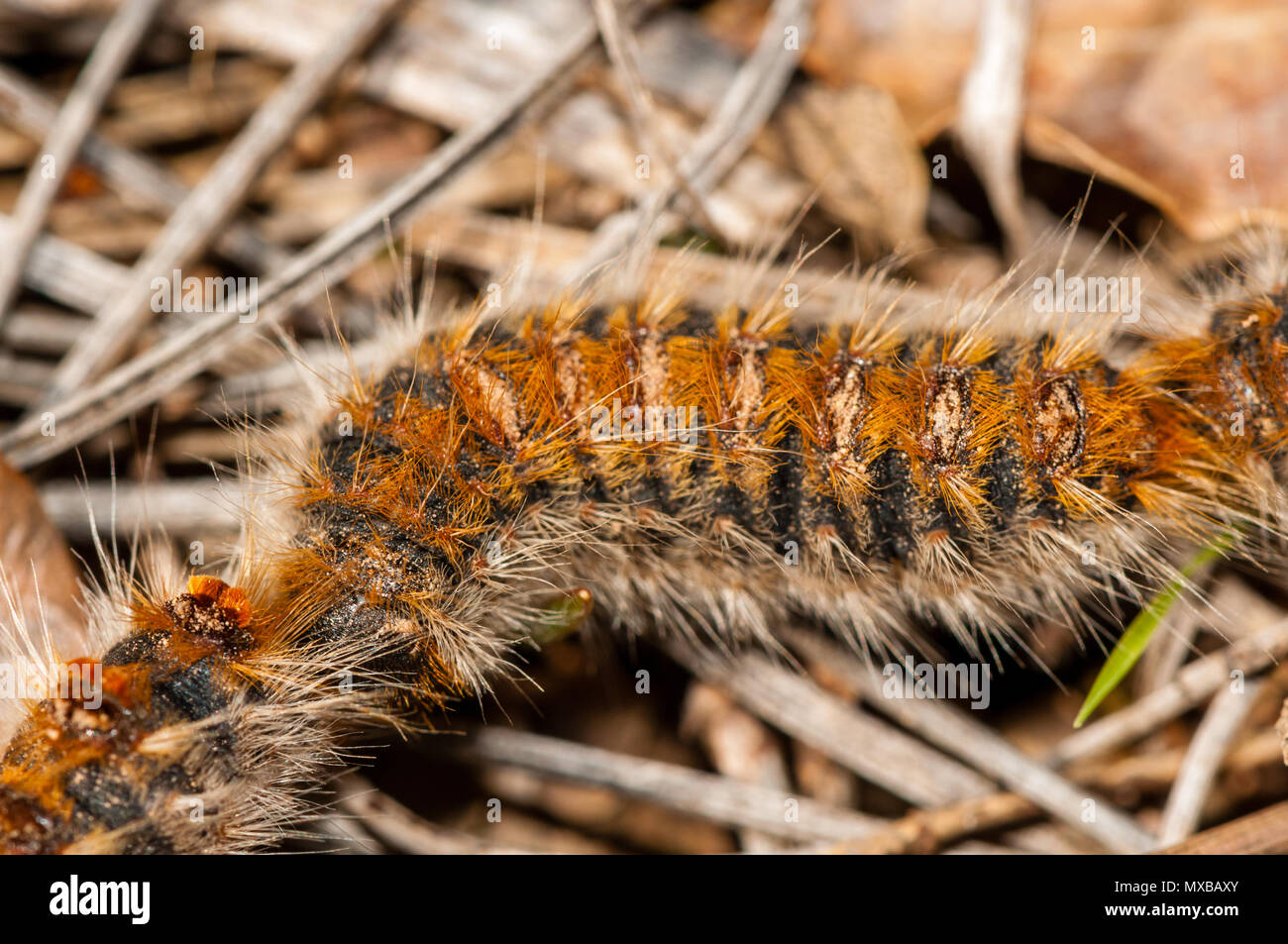 Kiefer processionary, Raupen, THAUMETOPOEA PITYOCAMPA Stockfoto