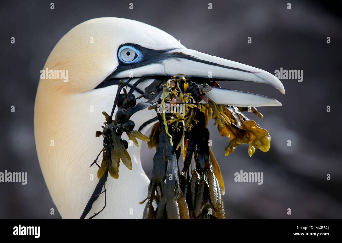 Eine nördliche Gannett nimmt Algen am Bass Rock in der Firth-of-Forth, wo Tausende von das Meer Vögel sammeln, Nistmaterial, wie Sie für die neue Saison vorbereiten, bilden die größte Insel Kolonie Basstölpel in der Welt. Stockfoto