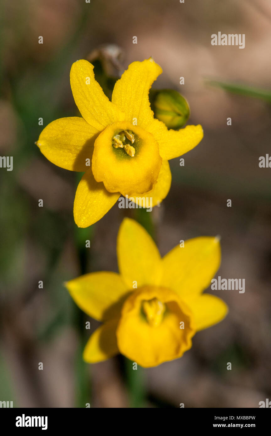 Rush - Blatt jonquil, Narcissus assoanus Stockfoto