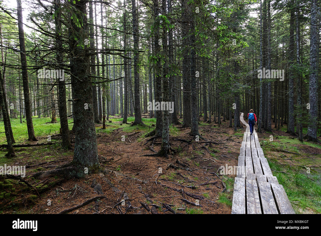 Frau in Rot Jacke und einem wanderrucksack auf forstweg Stockfoto
