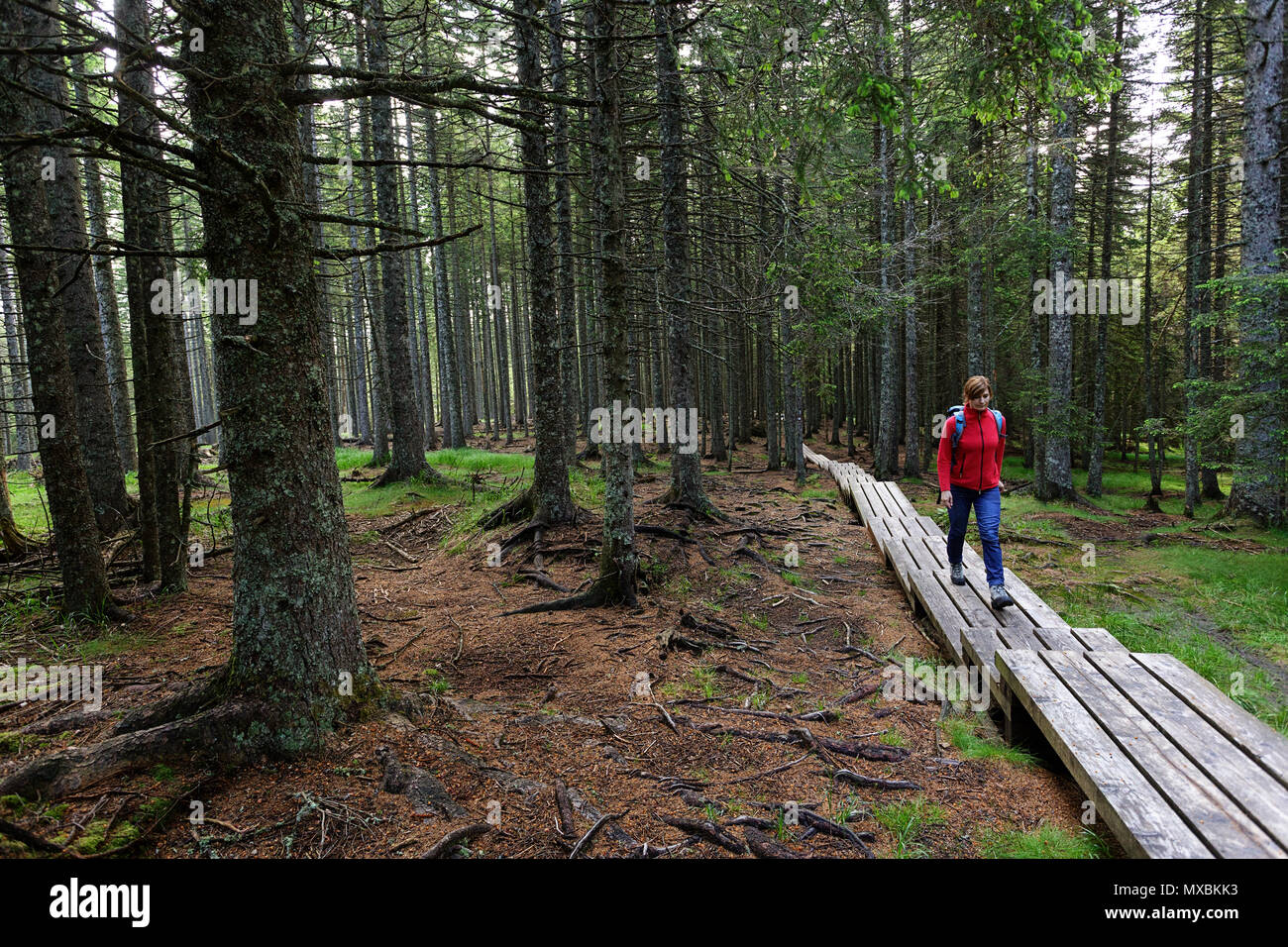 Frau in Rot Jacke und einem wanderrucksack auf forstweg Stockfoto