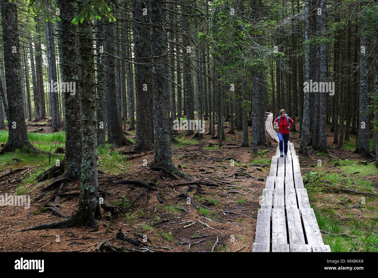 Frau in Rot Jacke und einem wanderrucksack auf forstweg Stockfoto