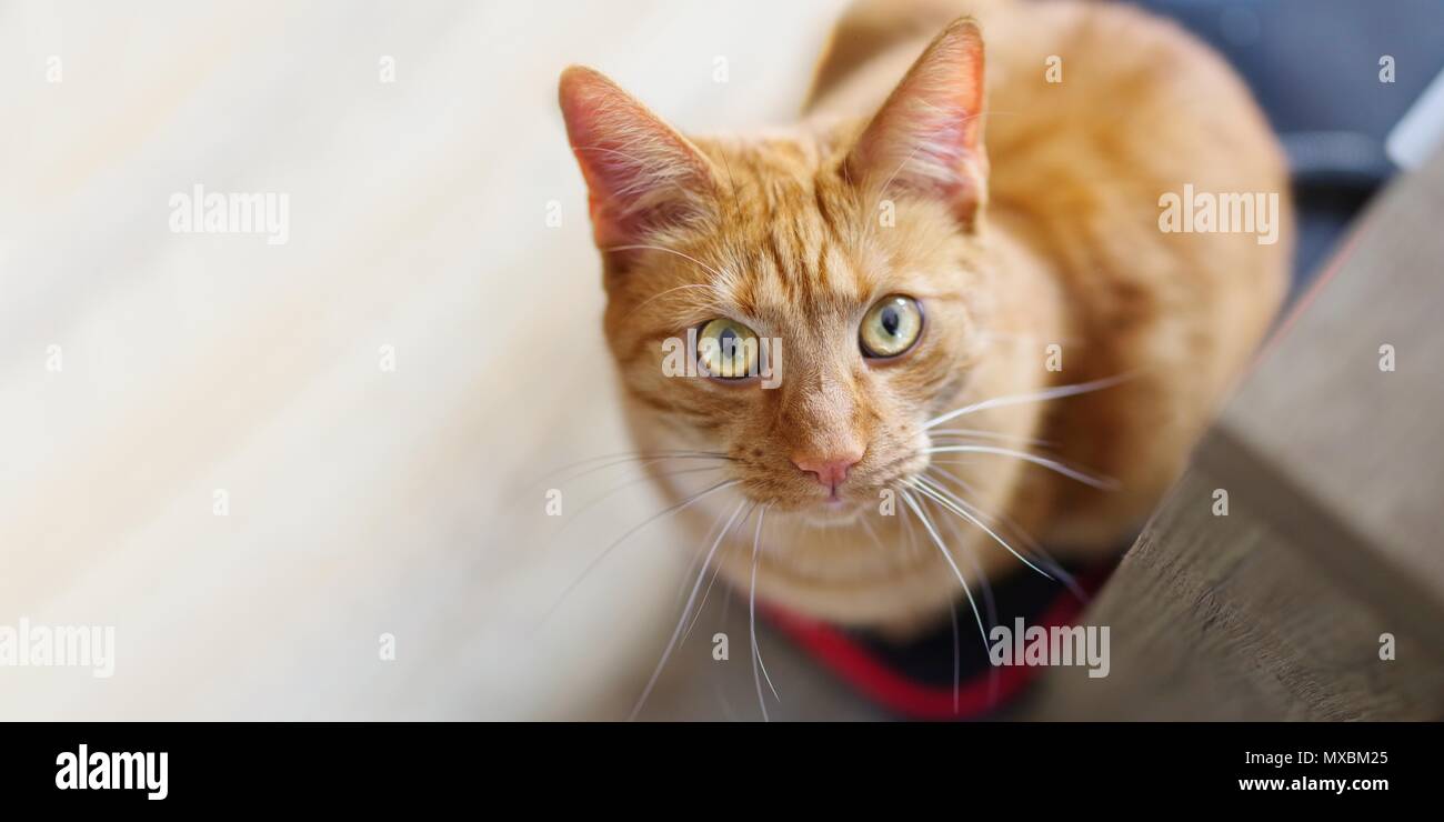 Cute ginger Cat schauen neugierig in die Kamera. Stockfoto