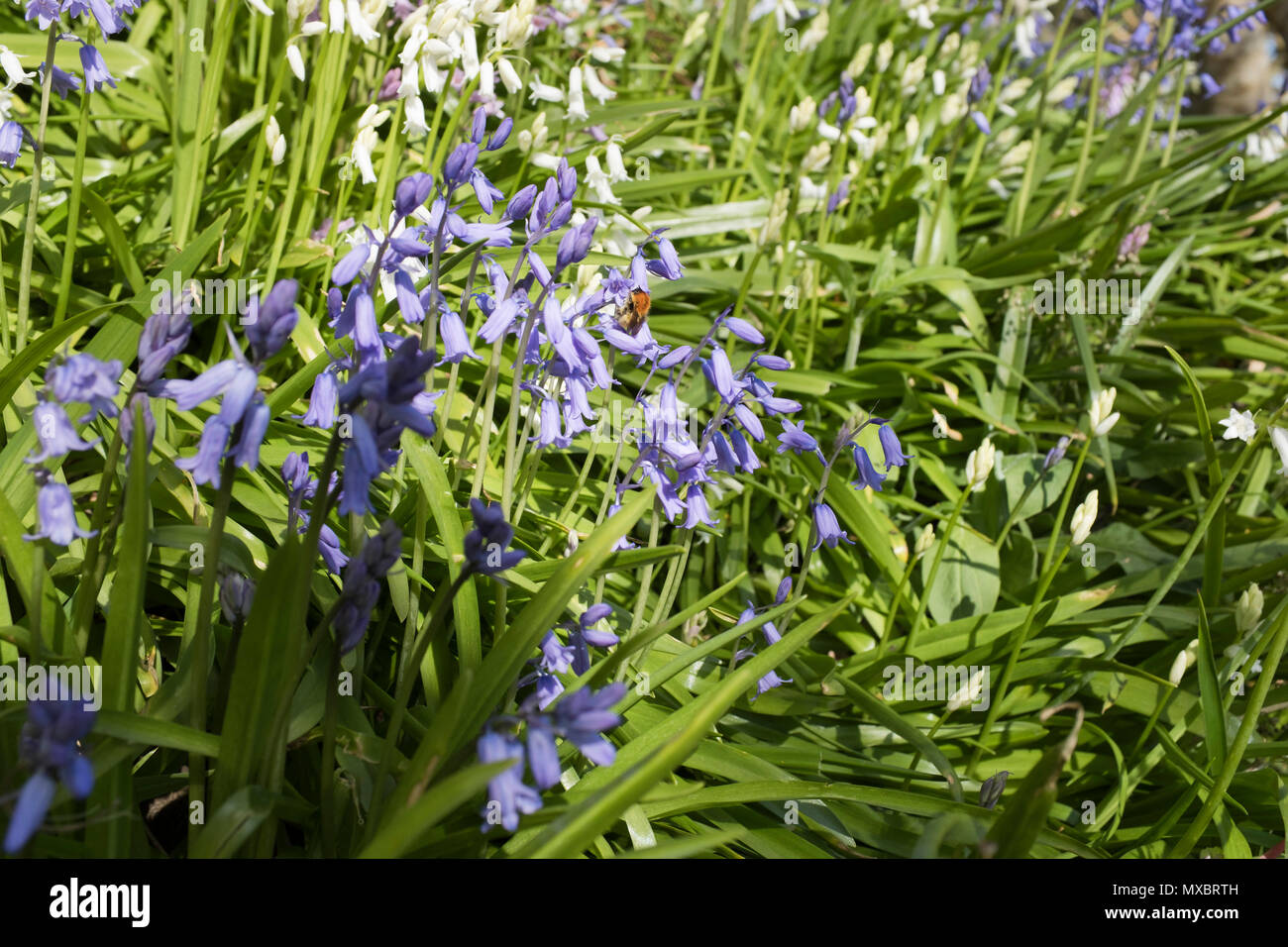 dh Hyacinthoides non scripta FLORA BLUEBELLS Großbritannien SCHOTTLAND Violett blau bluebell fliegende Honigbiene sammeln Nektar Blume lila Stockfoto