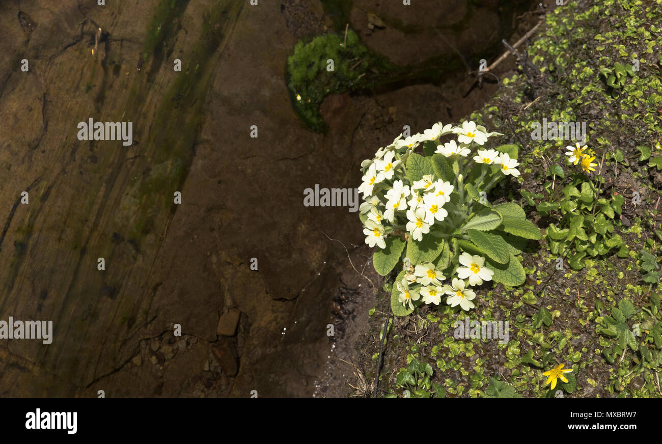 dh Primula vulgaris FLORA UK Hellgelbe Primeln Frühlingsblume Blühende Flussufer Fluss wilden Primeln gemeine Blumen Stockfoto