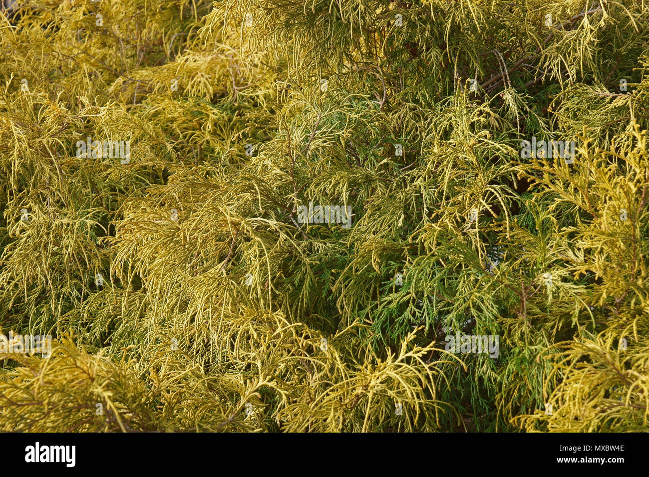 Gold Zwerg threadleaf falsch Zypresse (Chamaecyparis pisifera Filifera Aurea Nana) Stockfoto