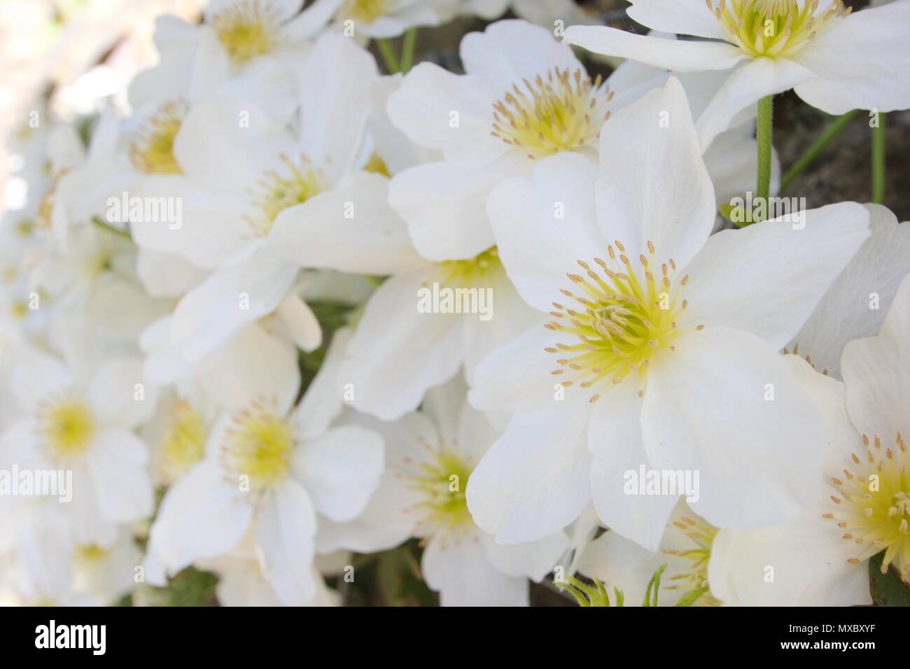 Clematis cartmanii "Lawine", ein immergrüner, keine Clematis beschneiden, in der Blüte im Frühjahr, Großbritannien Stockfoto