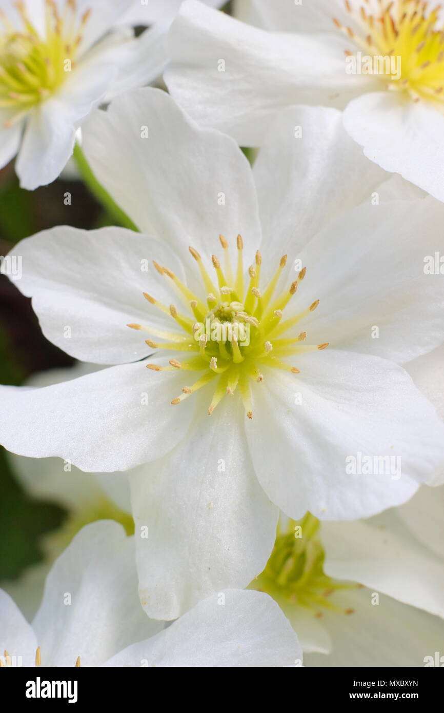 Clematis cartmanii "Lawine", ein immergrüner, keine Clematis beschneiden, in der Blüte im Frühjahr, Großbritannien Stockfoto