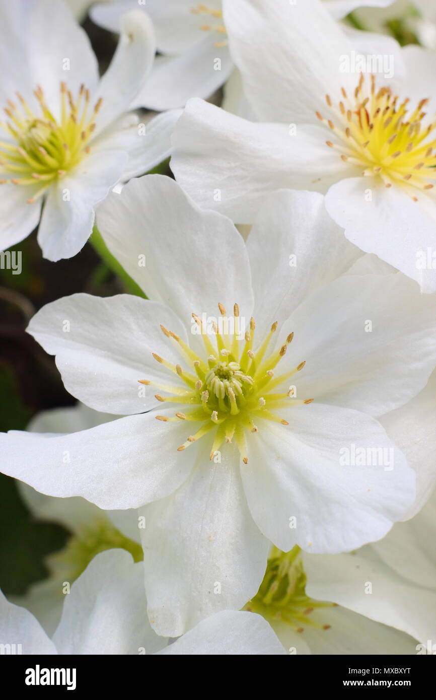 Clematis cartmanii "Lawine", ein immergrüner, keine Clematis beschneiden, in der Blüte im Frühjahr, Großbritannien Stockfoto